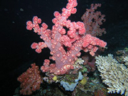 "Pink".Soft coral,night dive.Taveuni Island by Rami Oved 
